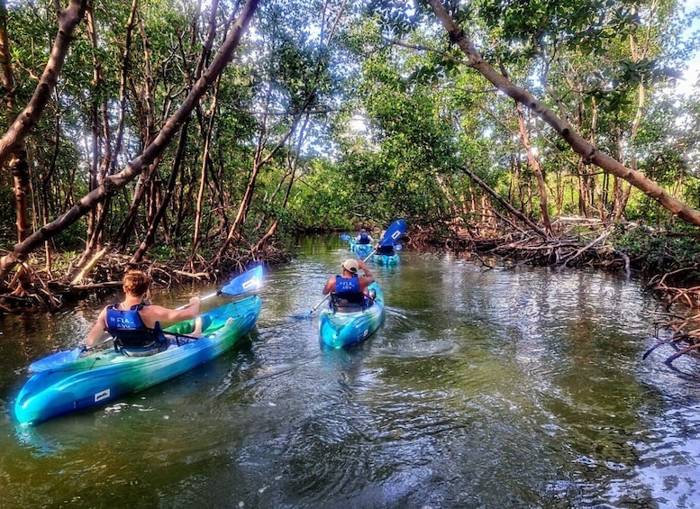 Picture 10 for Activity Marco Island: Kayak Mangrove Ecotour in Rookery Bay Reserve
