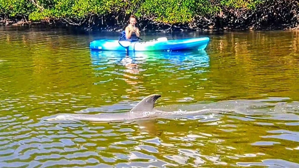 Picture 6 for Activity Marco Island: Kayak Mangrove Ecotour in Rookery Bay Reserve