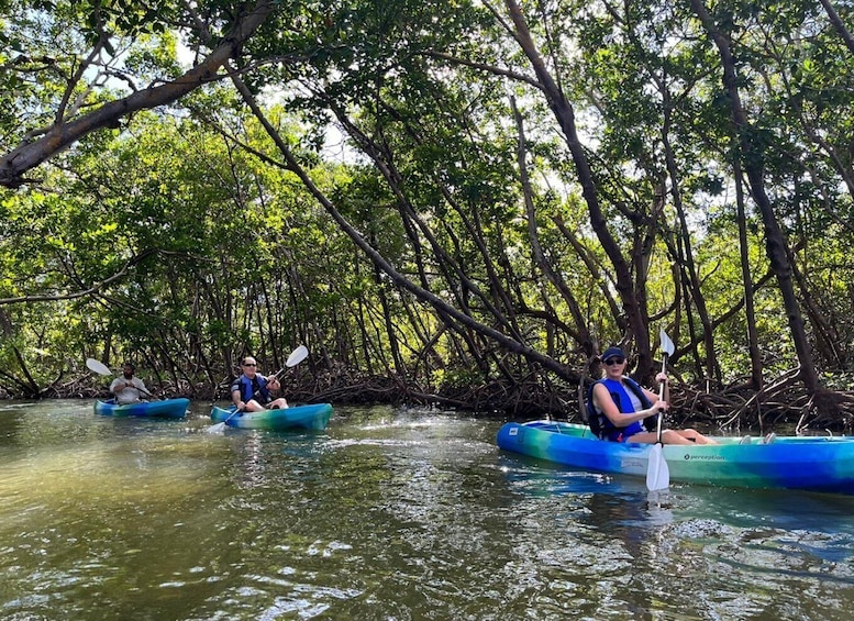Picture 7 for Activity Marco Island: Kayak Mangrove Ecotour in Rookery Bay Reserve