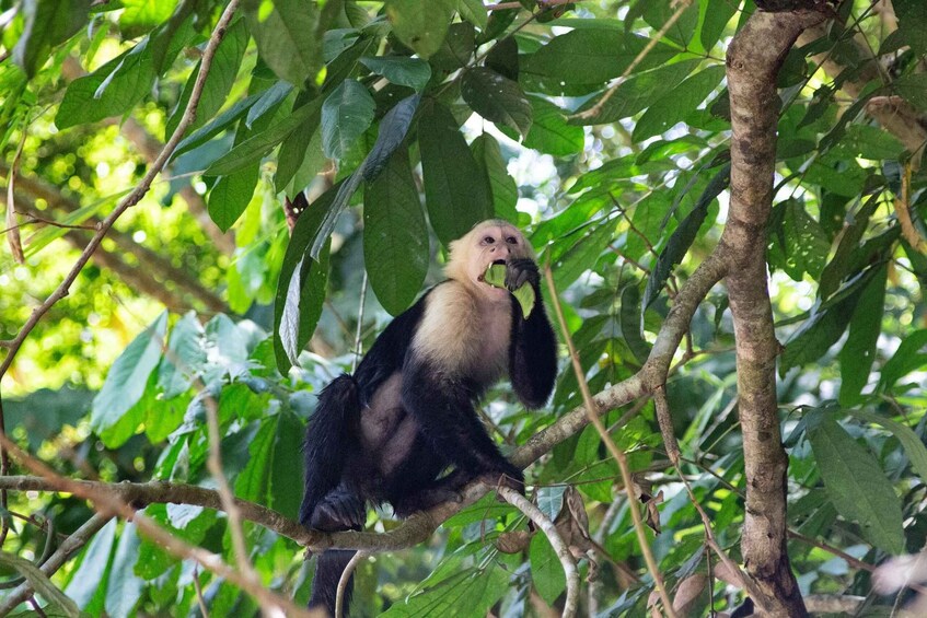 Picture 40 for Activity Crocodile Bridge & Carara National Park: Full Day Tour