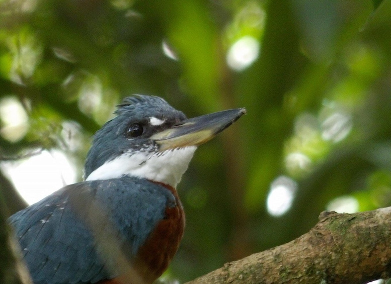 Picture 19 for Activity Crocodile Bridge & Carara National Park: Full Day Tour