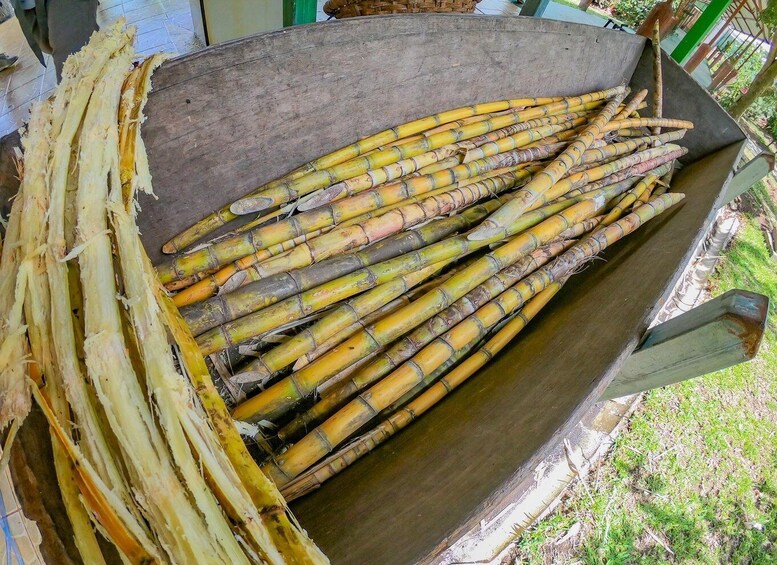 Picture 7 for Activity 3 in 1 Coffee, Chocolate and Sugar cane