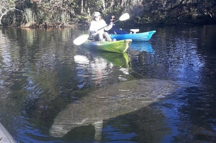 Manatee Kayak Encounter