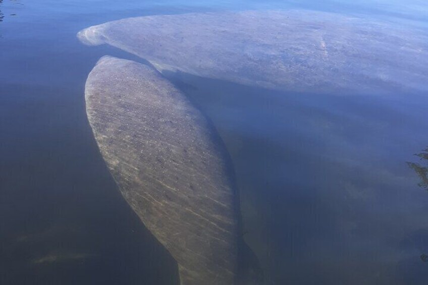 Manatee Kayak Encounter