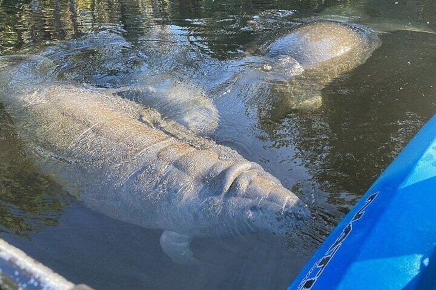 Manatee Kayak Encounter