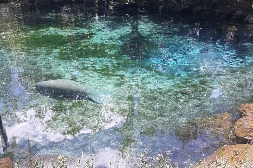 Manatee Kayak Encounter