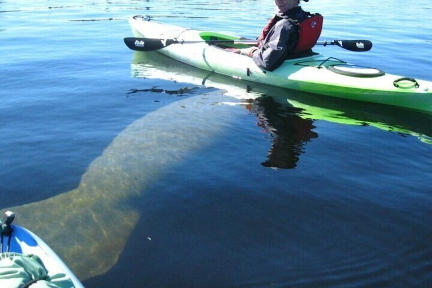 Manatee Kayak Encounter