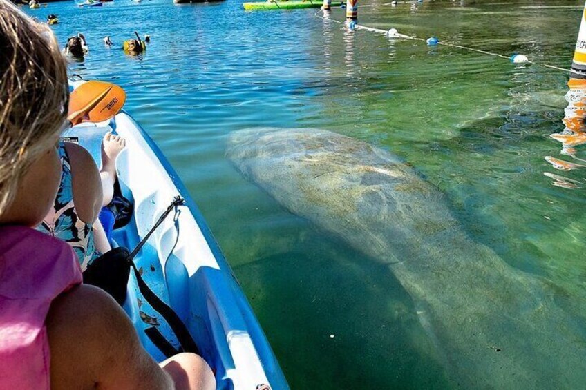 Manatee Kayak Encounter