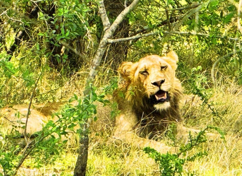 4 Days - Best of Johannesburg with Kruger 2 Days Safari