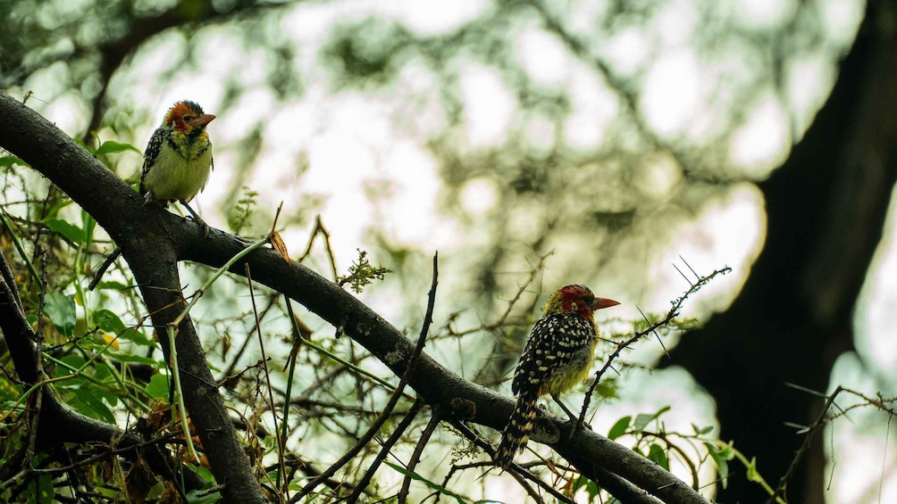 Picture 40 for Activity From Arusha: 2-Day Safari to Tarangire and Lake Manyara