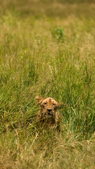 Picture 4 for Activity From Arusha: 2-Day Safari to Tarangire and Lake Manyara