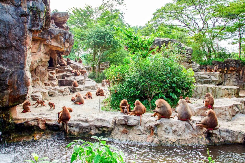 Picture 3 for Activity Singapore Zoo: Entrance Ticket with Tram Ride