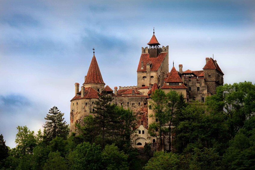 Picture 5 for Activity Brasov: Bear Sanctuary, Dracula Castle, and Râşnov Fortress