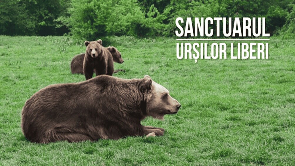 Picture 8 for Activity Brasov: Bear Sanctuary, Dracula Castle, and Râşnov Fortress
