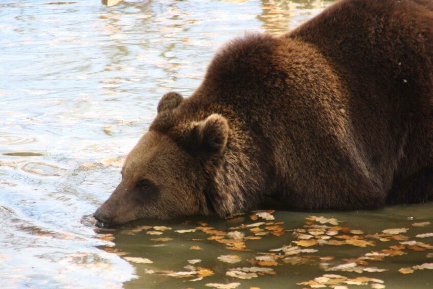 Picture 8 for Activity Brasov: Bear Sanctuary, Dracula Castle, and Râşnov Fortress