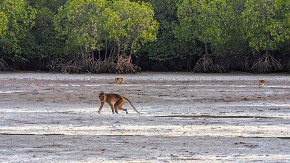 Picture 5 for Activity Koh Lanta: Magical Mangroves Sunrise by Private Gondola Boat