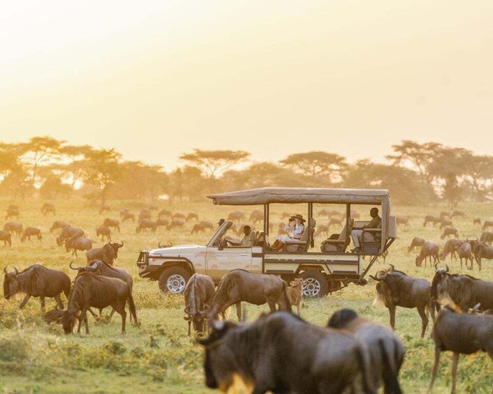 Picture 3 for Activity 3-Day Maasai Mara Joining Safari at Sopa Luxury Lodge