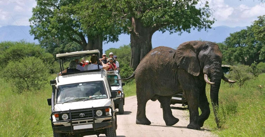 Picture 7 for Activity 3-Day Maasai Mara Joining Safari at Sopa Luxury Lodge