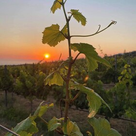 Chania:Olive and Wine 3-hour Trip