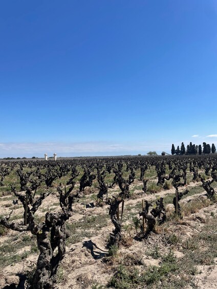 Picture 4 for Activity Montpellier : half day wine tour in Camargue