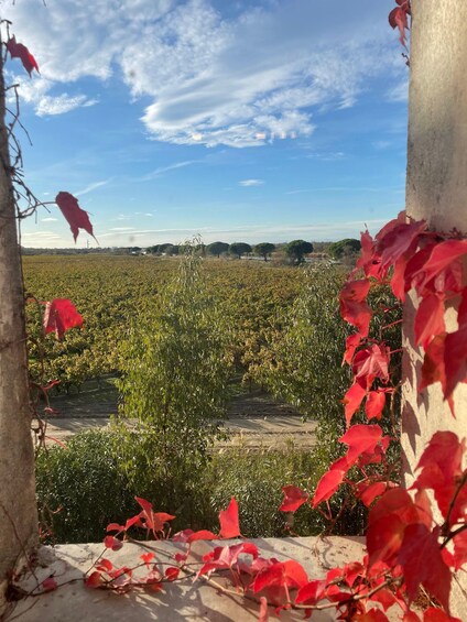 Picture 11 for Activity Montpellier : half day wine tour in Camargue