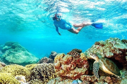 Half-day Snorkelling at Mnemba Coral Gardens