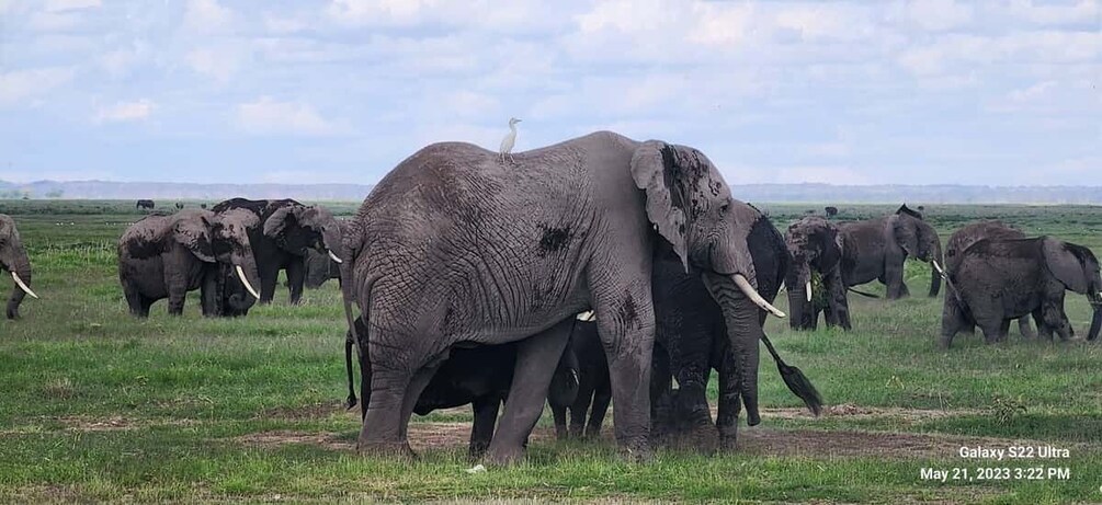 Picture 7 for Activity 3 Days Amboseli and Tsavo East Safari from Nairobi