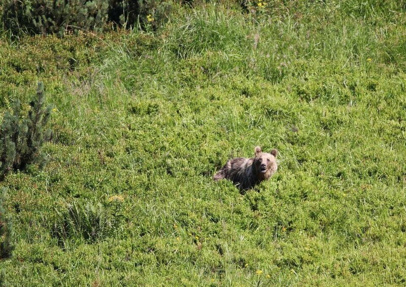 Picture 2 for Activity High Tatras: Bearwatching Hiking Tour in Slovakia