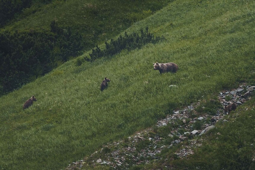 Picture 4 for Activity High Tatras: Bearwatching Hiking Tour in Slovakia