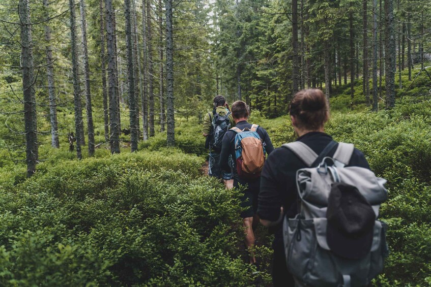 Picture 6 for Activity High Tatras: Bearwatching Hiking Tour in Slovakia