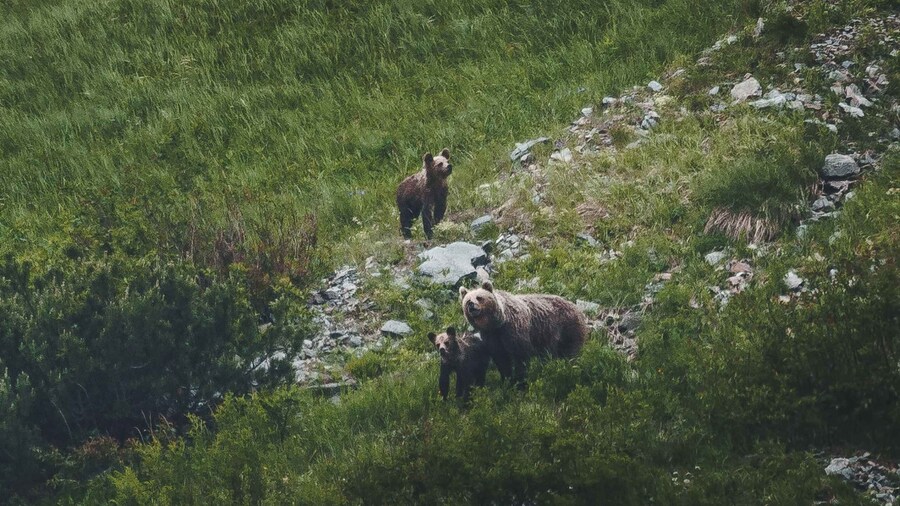 High Tatras: Bearwatching Hiking Tour in Slovakia