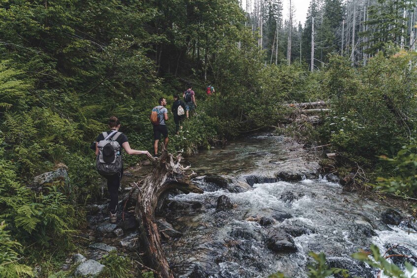 Picture 5 for Activity High Tatras: Bearwatching Hiking Tour in Slovakia