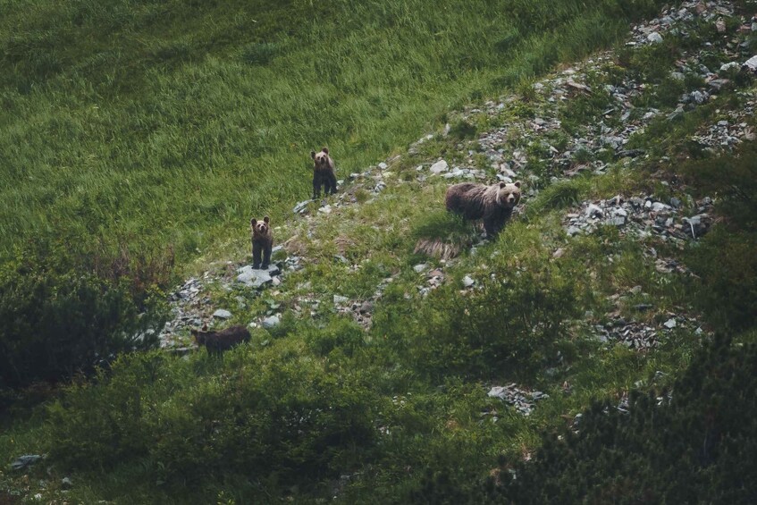 Picture 1 for Activity High Tatras: Bearwatching Hiking Tour in Slovakia