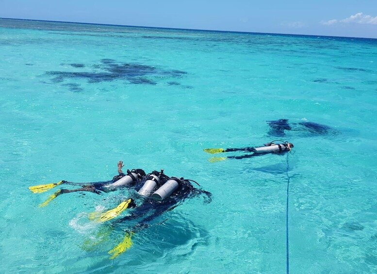 Wasini Excursion: Dolphin Trip & Snorkel at Kisite Mpunguti