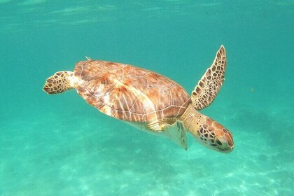 Tour a 4 cenotes privados en nuestra comunidad