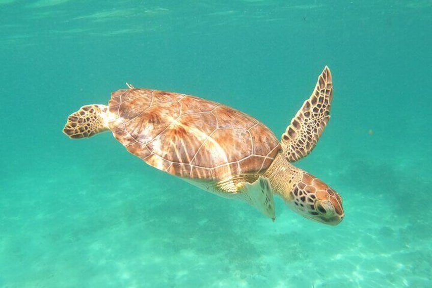 Swimming with turtles, 2 cenotes & gopro