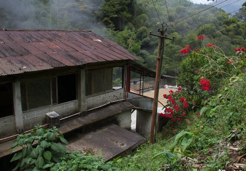 Picture 3 for Activity Minca, Waterfalls & Coffee Farm Tour