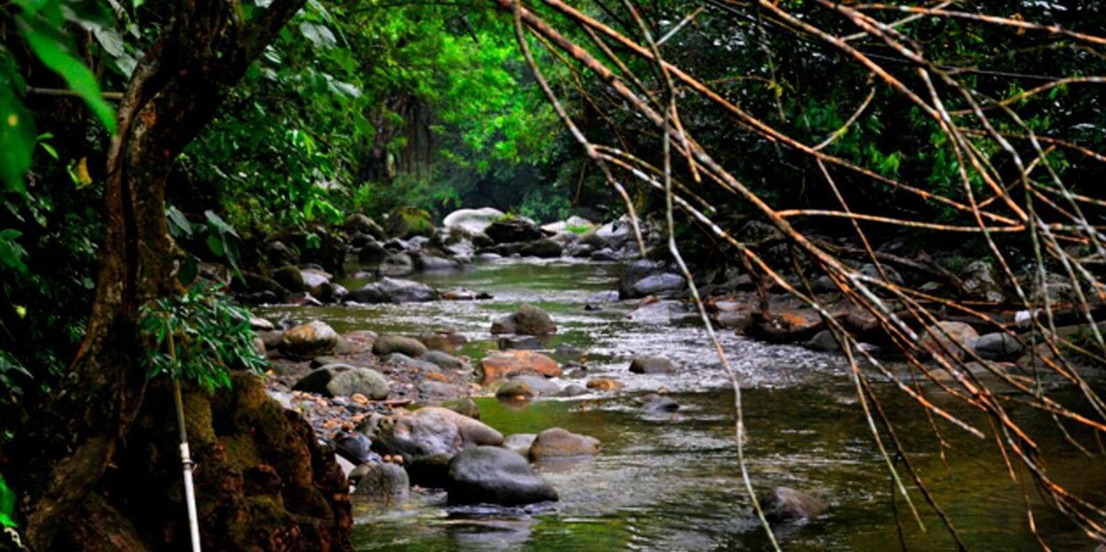 Picture 4 for Activity Minca, Waterfalls & Coffee Farm Tour