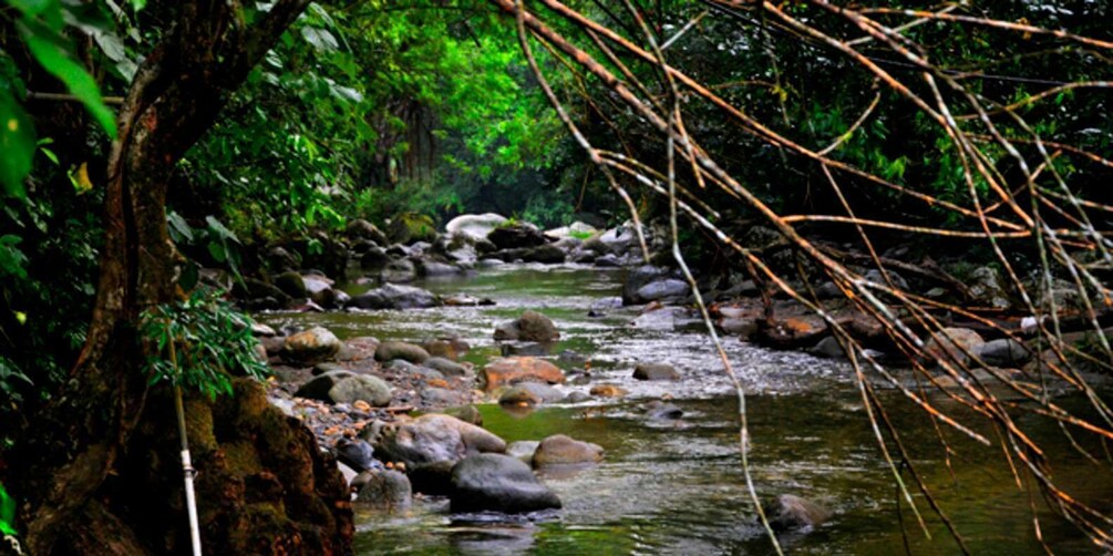 Picture 4 for Activity Minca, Waterfalls & Coffee Farm Tour