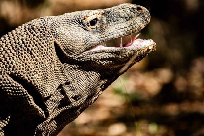 From Labuan Bajo Explore komodo dragon island