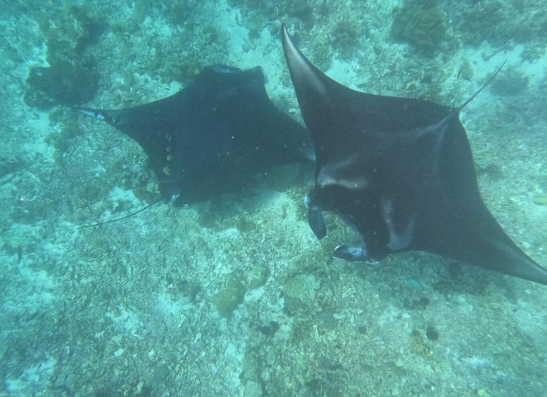 Picture 4 for Activity From Labuan Bajo Explore komodo dragon island