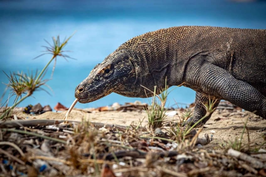 Picture 1 for Activity From Labuan Bajo Explore komodo dragon island