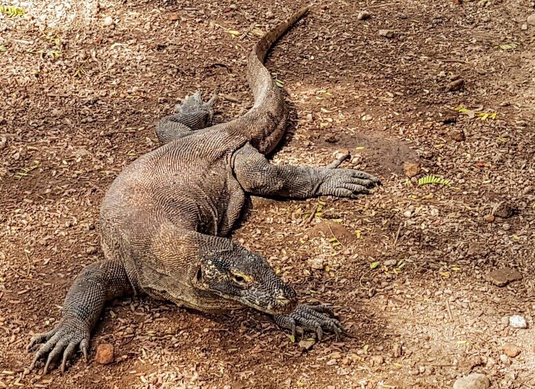 Picture 18 for Activity From Labuan Bajo Explore komodo dragon island