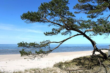 Gesundheitsfördernde Tour zur Ostsee - von Riga nach Mazirbe.