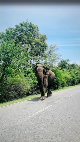 Picture 5 for Activity Sri Lanka / Bentota: Motorbike sightseeing tours