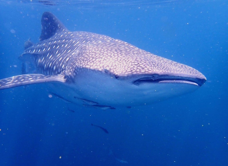 Picture 6 for Activity From Al-Seeb: Dimaniyat Islands Boat Trip with Snorkeling