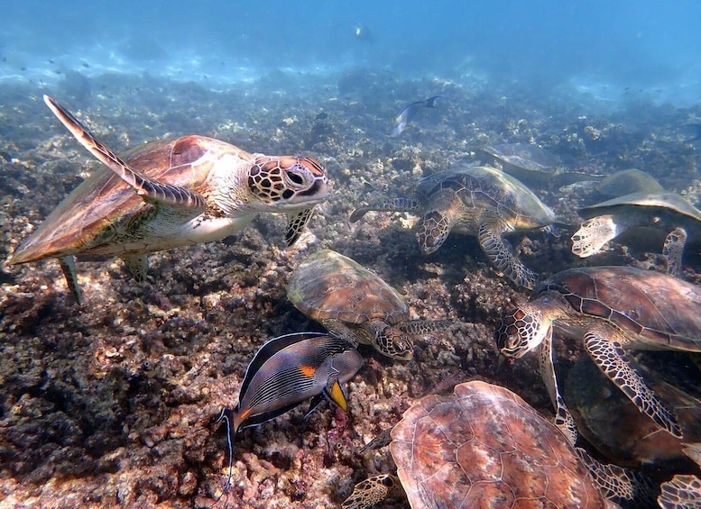 Picture 2 for Activity From Al-Seeb: Dimaniyat Islands Boat Trip with Snorkeling