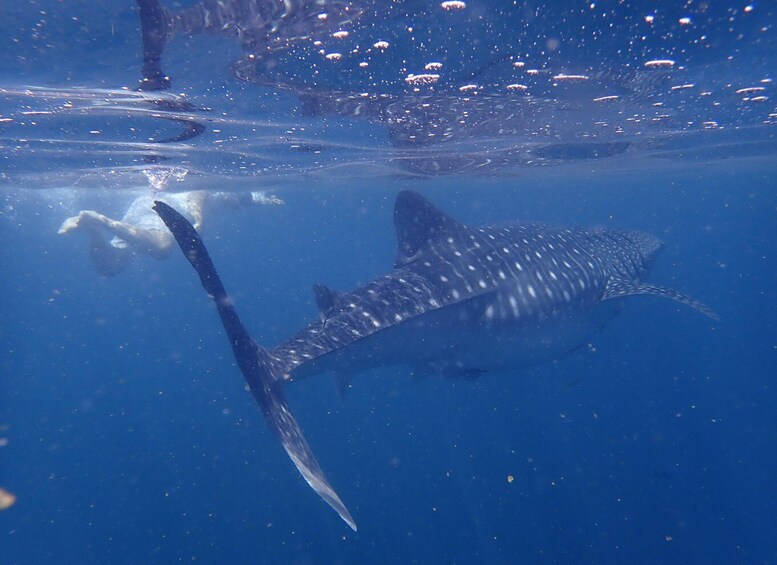 Picture 4 for Activity From Al-Seeb: Dimaniyat Islands Boat Trip with Snorkeling