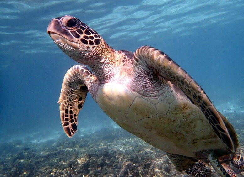 Picture 3 for Activity From Al-Seeb: Dimaniyat Islands Boat Trip with Snorkeling