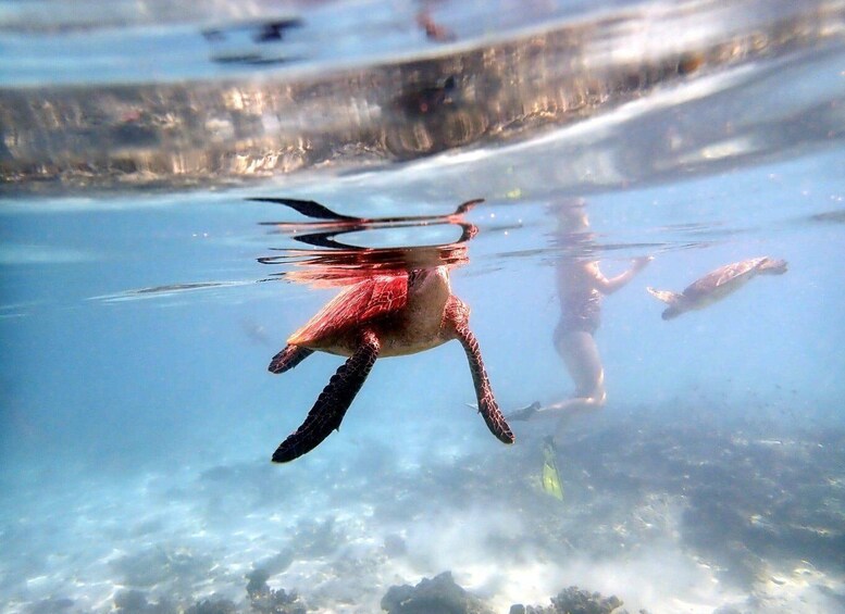 Picture 1 for Activity From Al-Seeb: Dimaniyat Islands Boat Trip with Snorkeling